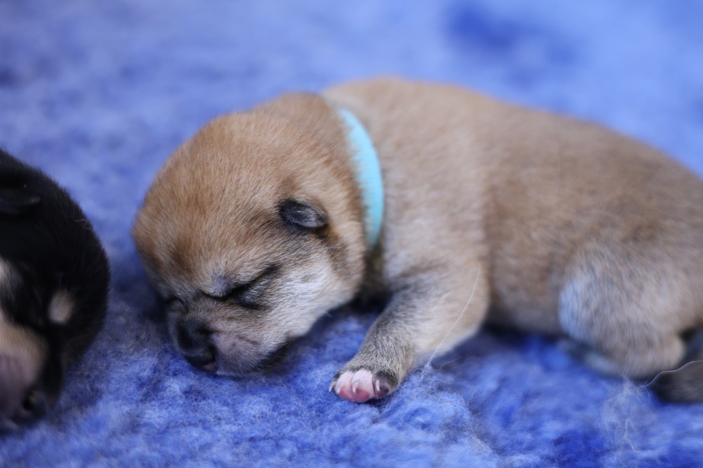 Go Metella Kensha - Chiot disponible  - Shiba