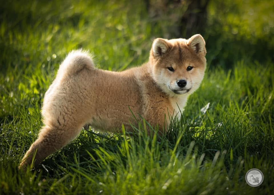 Go Metella Kensha - Chiot disponible  - Shiba