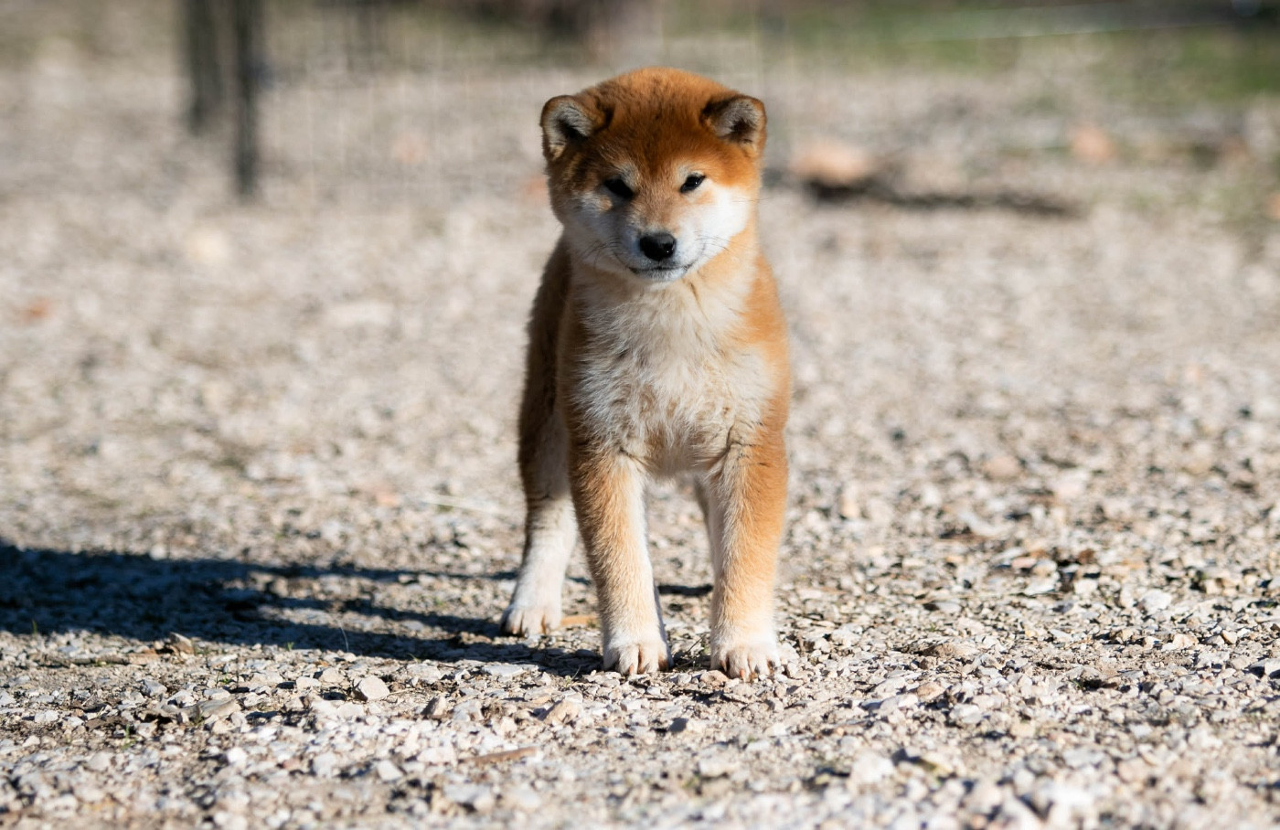 Ame No Akahime du Bois de Compiègne