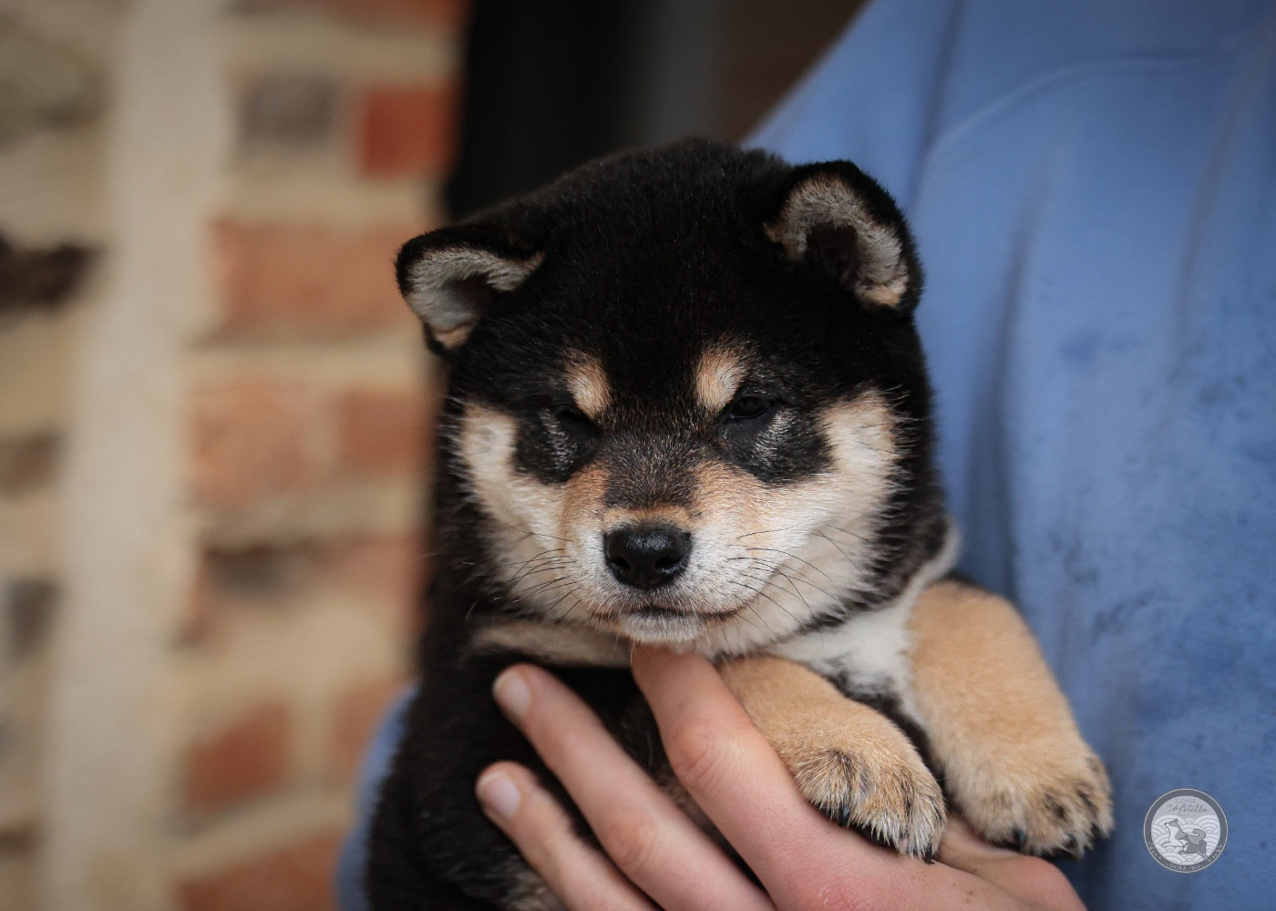 Amaterasu Omikami Go Metella Kensha