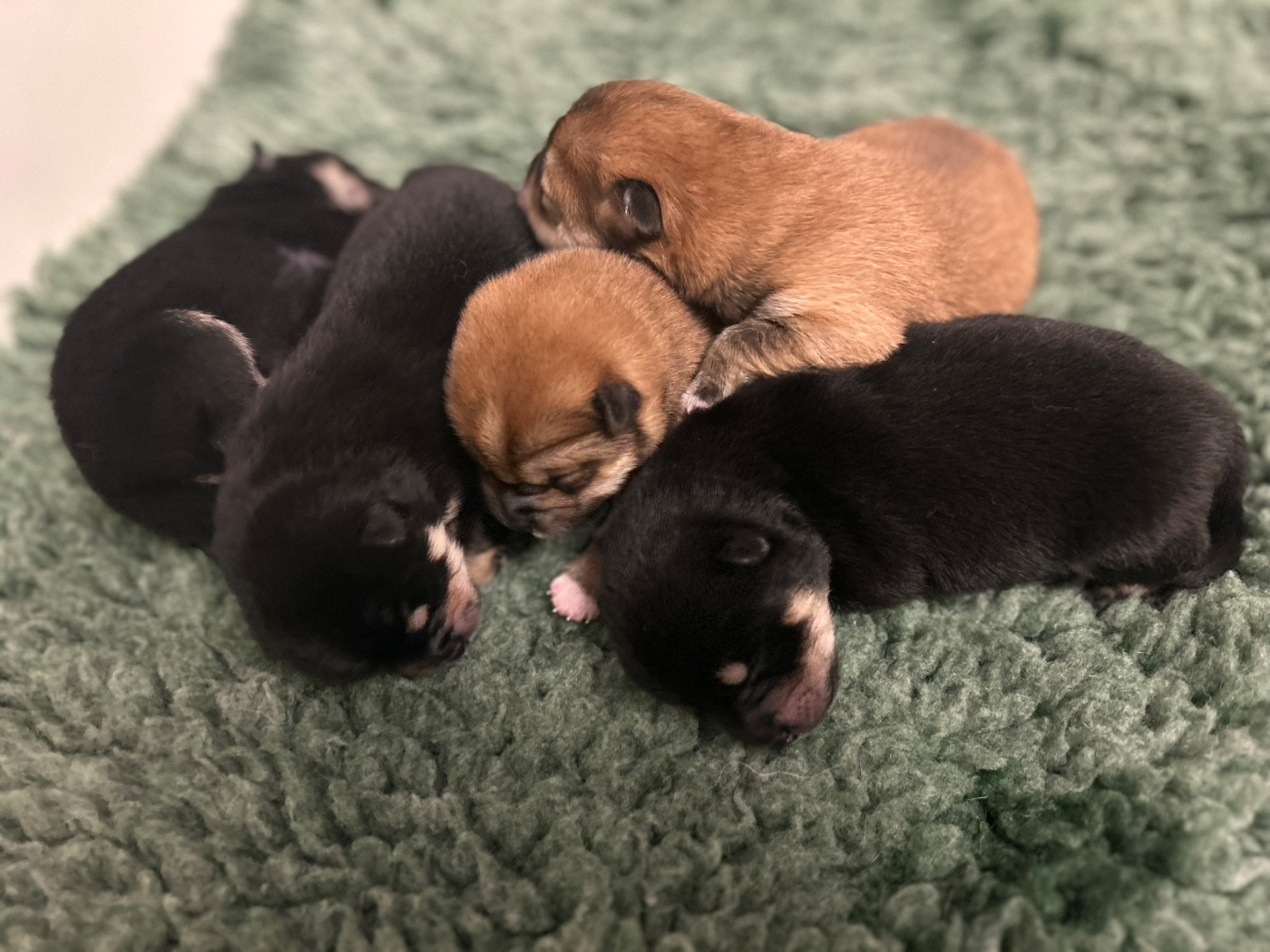 Chiot Shiba Go Metella Kensha