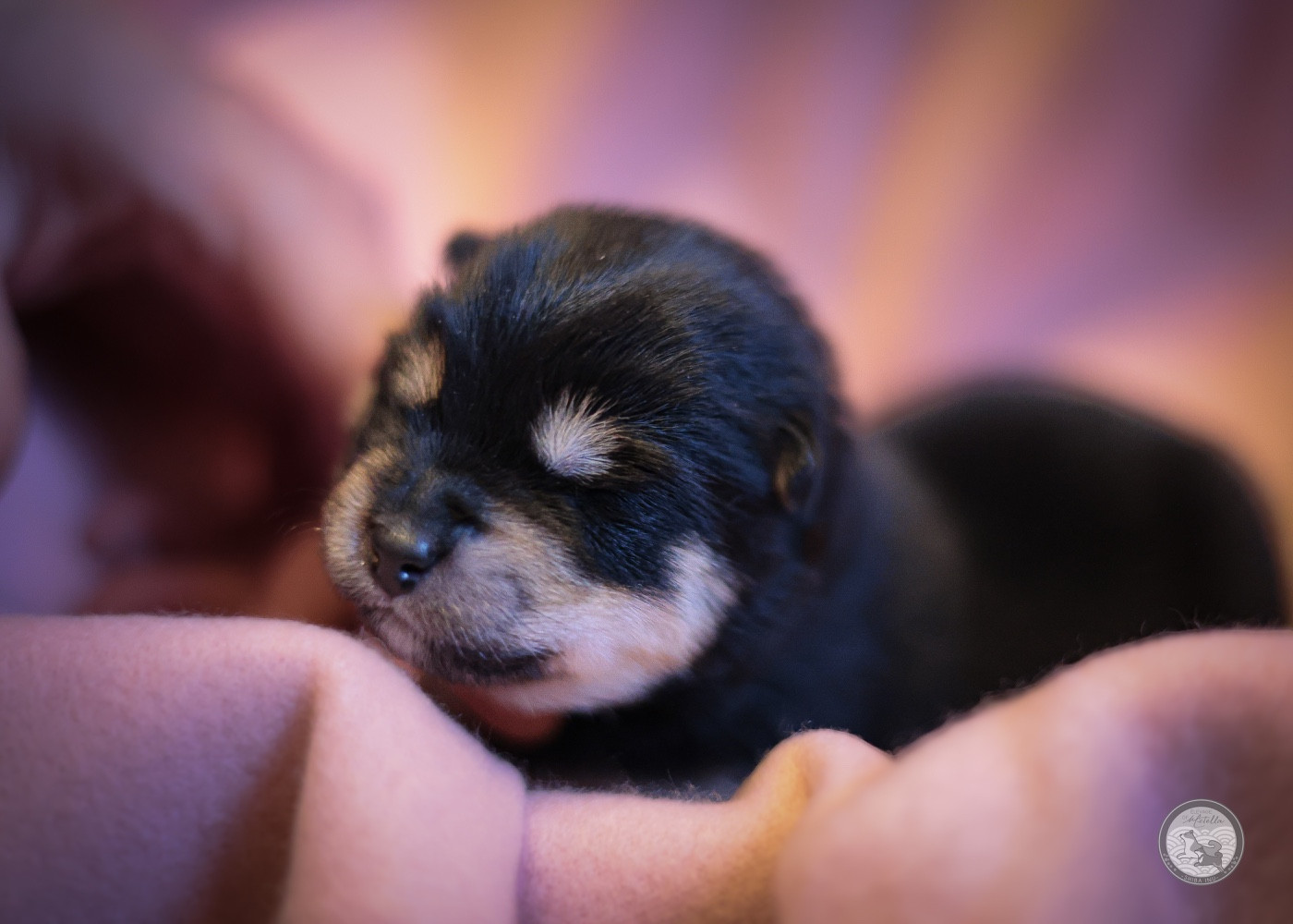 Go Metella Kensha - Chiots disponibles - Shiba