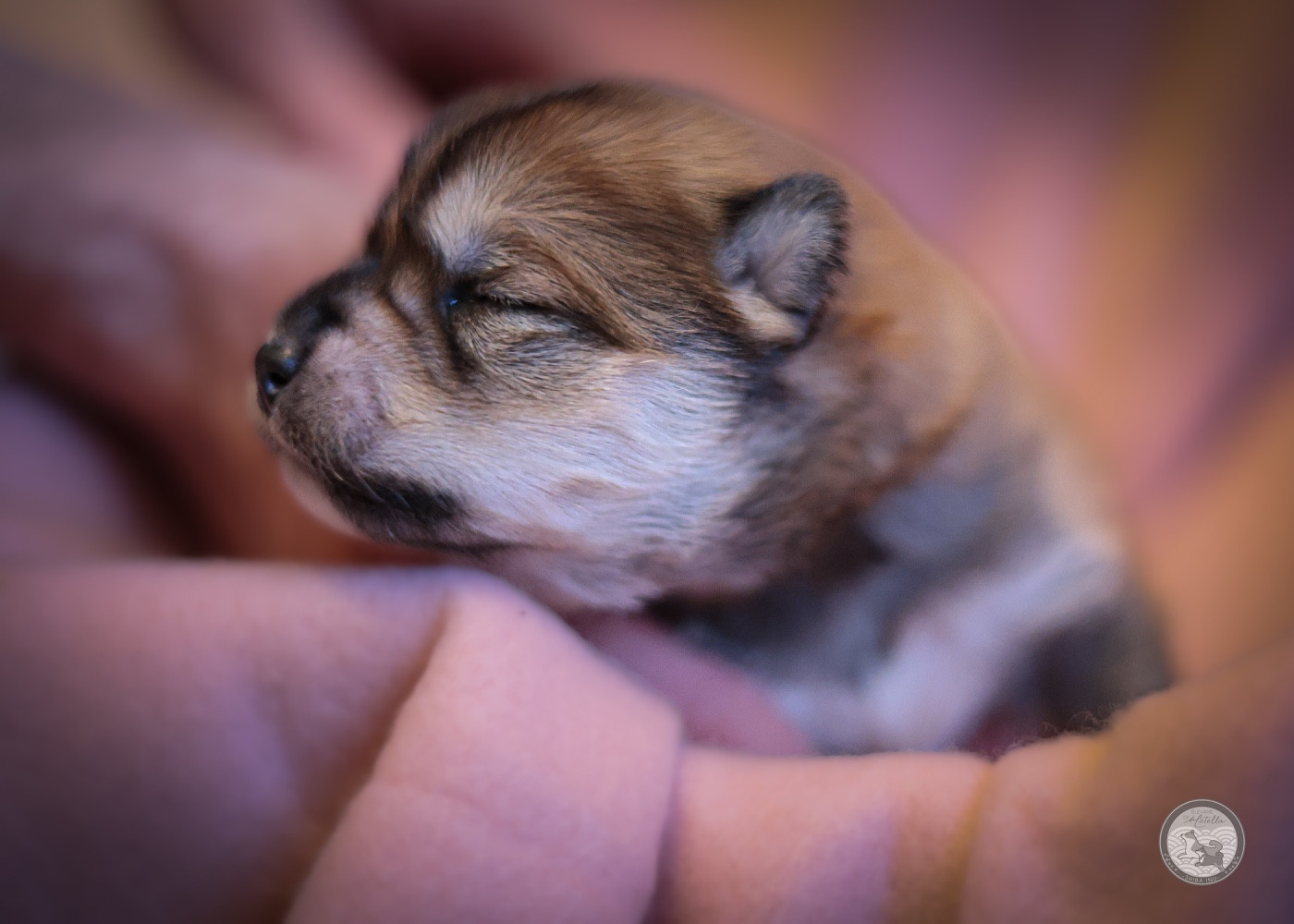 Go Metella Kensha - Chiots disponibles - Shiba