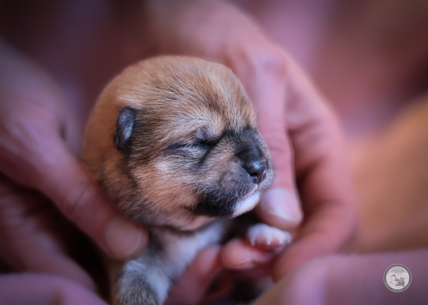 Go Metella Kensha - Chiots disponibles - Shiba