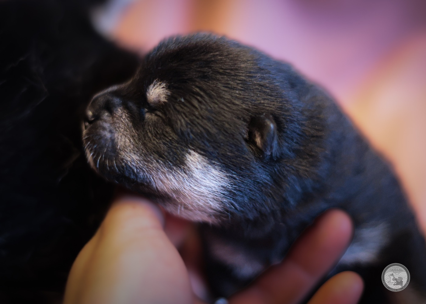 Go Metella Kensha - Chiots disponibles - Shiba