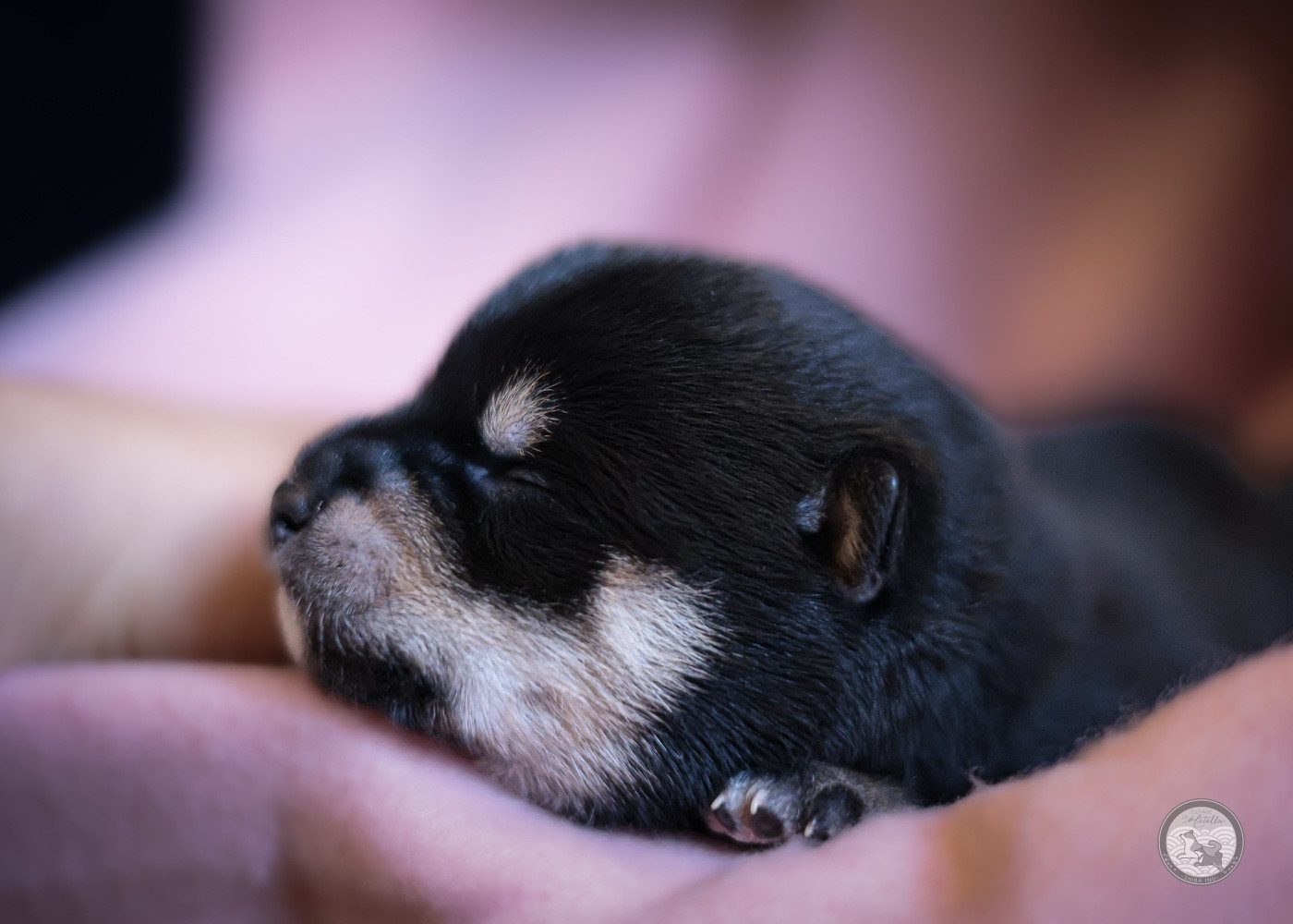 Go Metella Kensha - Chiots disponibles - Shiba