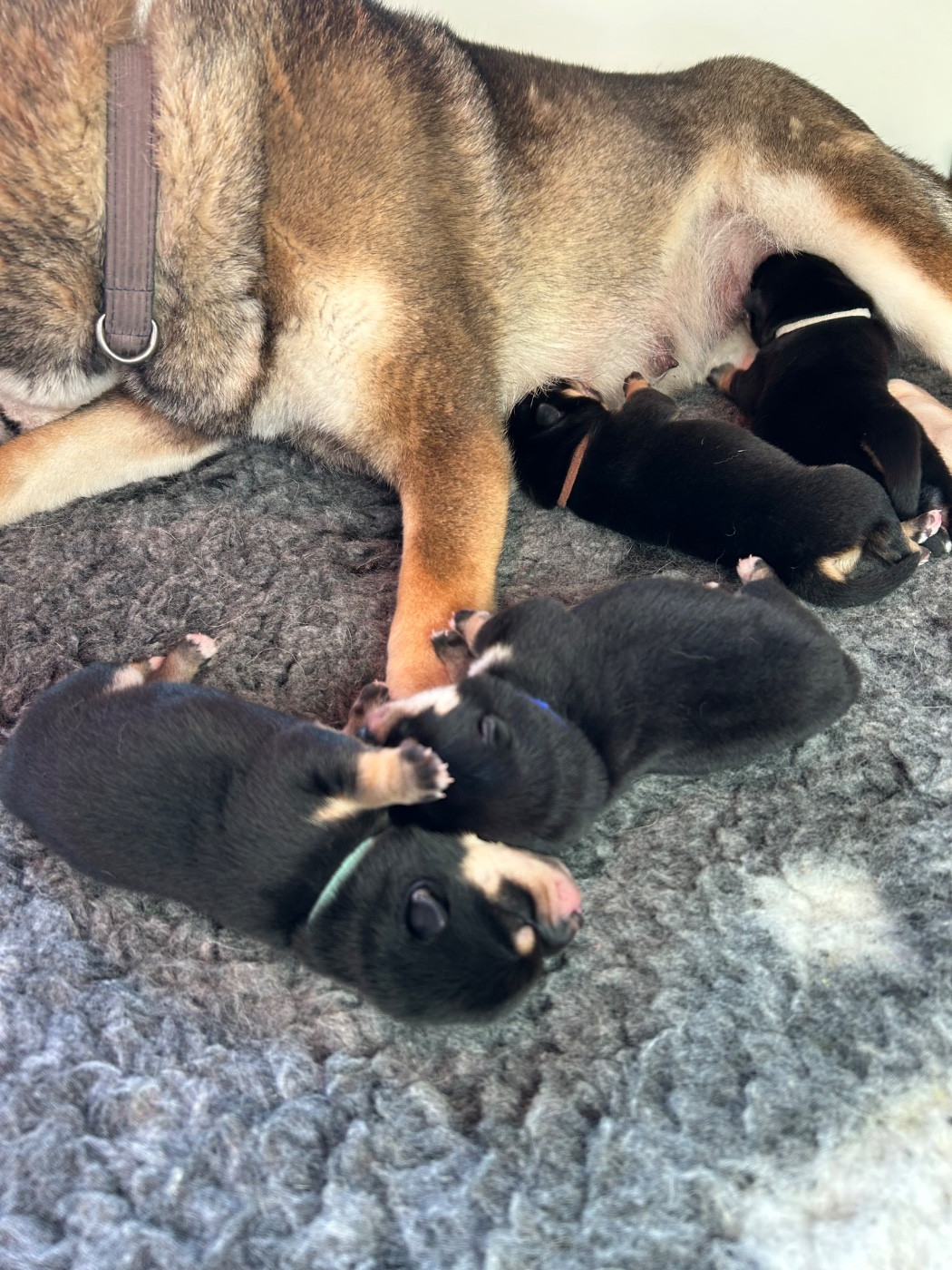 Chiot Shiba Go Metella Kensha