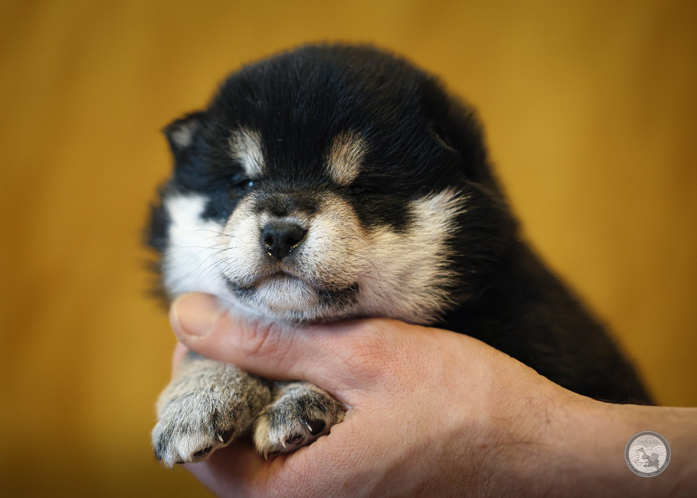 Go Metella Kensha - Chiots disponibles - Shiba