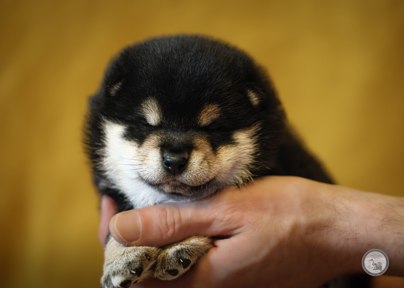 Go Metella Kensha - Chiots disponibles - Shiba