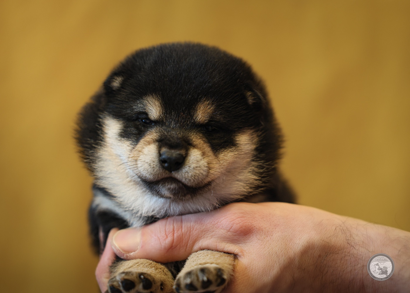 Go Metella Kensha - Chiots disponibles - Shiba