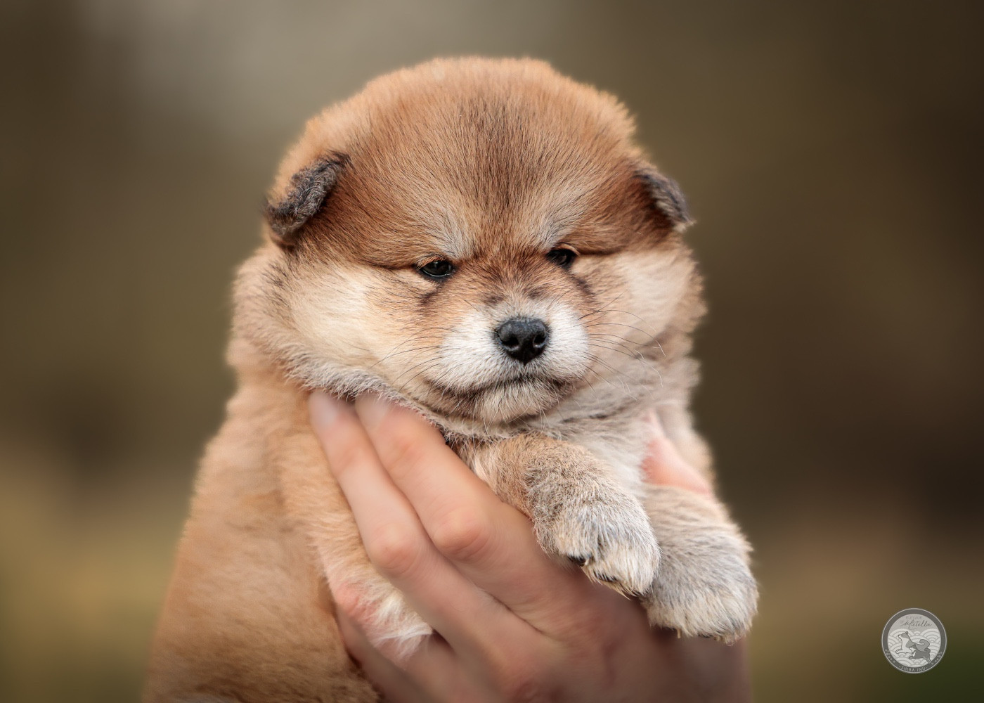 Go Metella Kensha - Chiots disponibles - Shiba