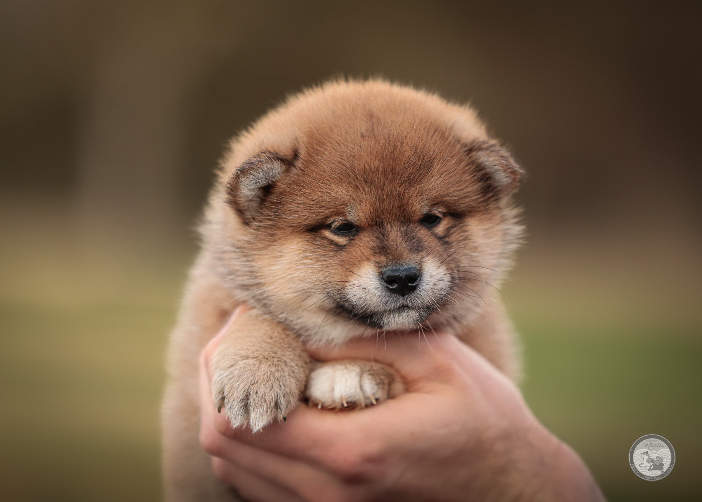 Go Metella Kensha - Chiots disponibles - Shiba