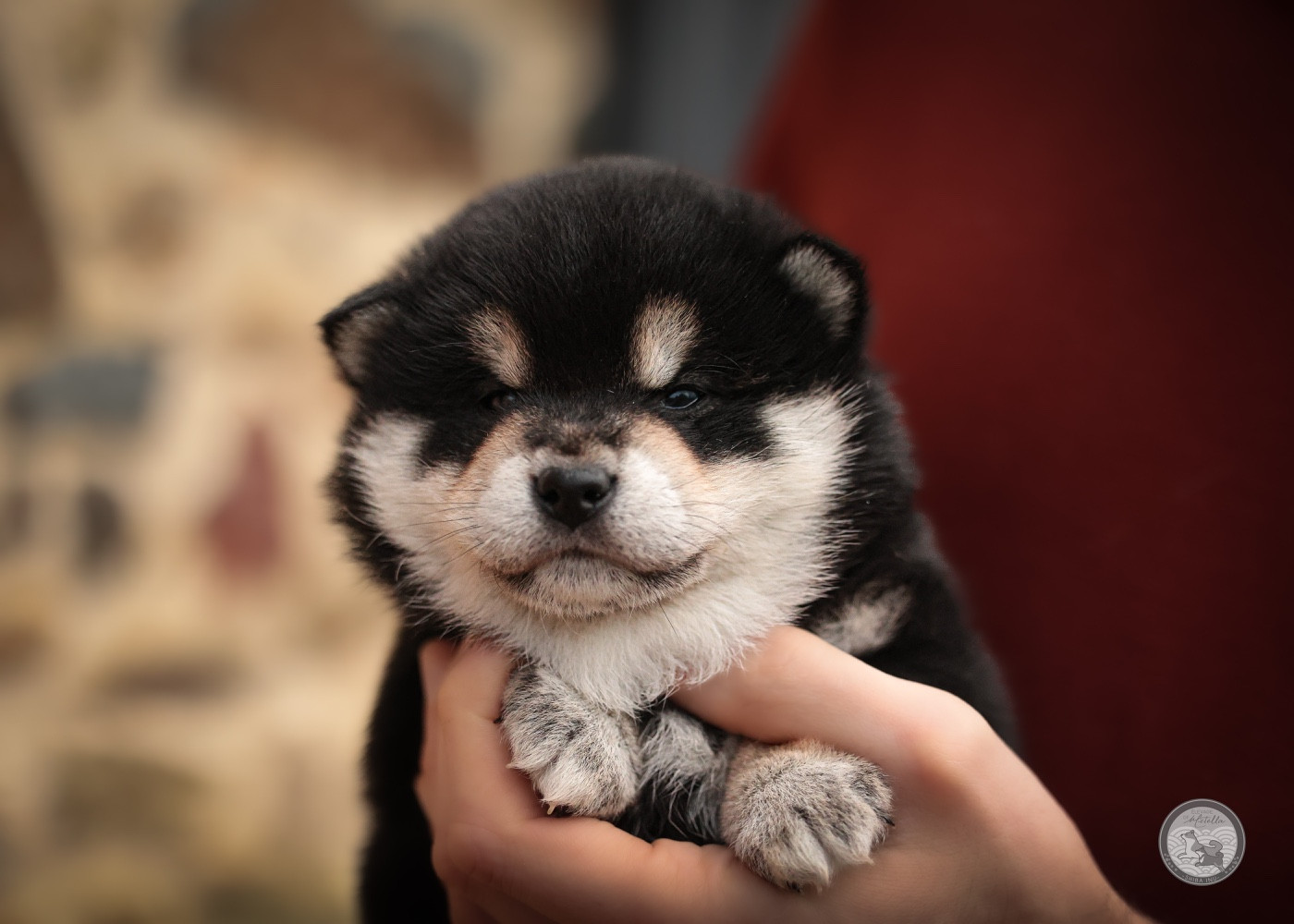 Go Metella Kensha - Chiots disponibles - Shiba