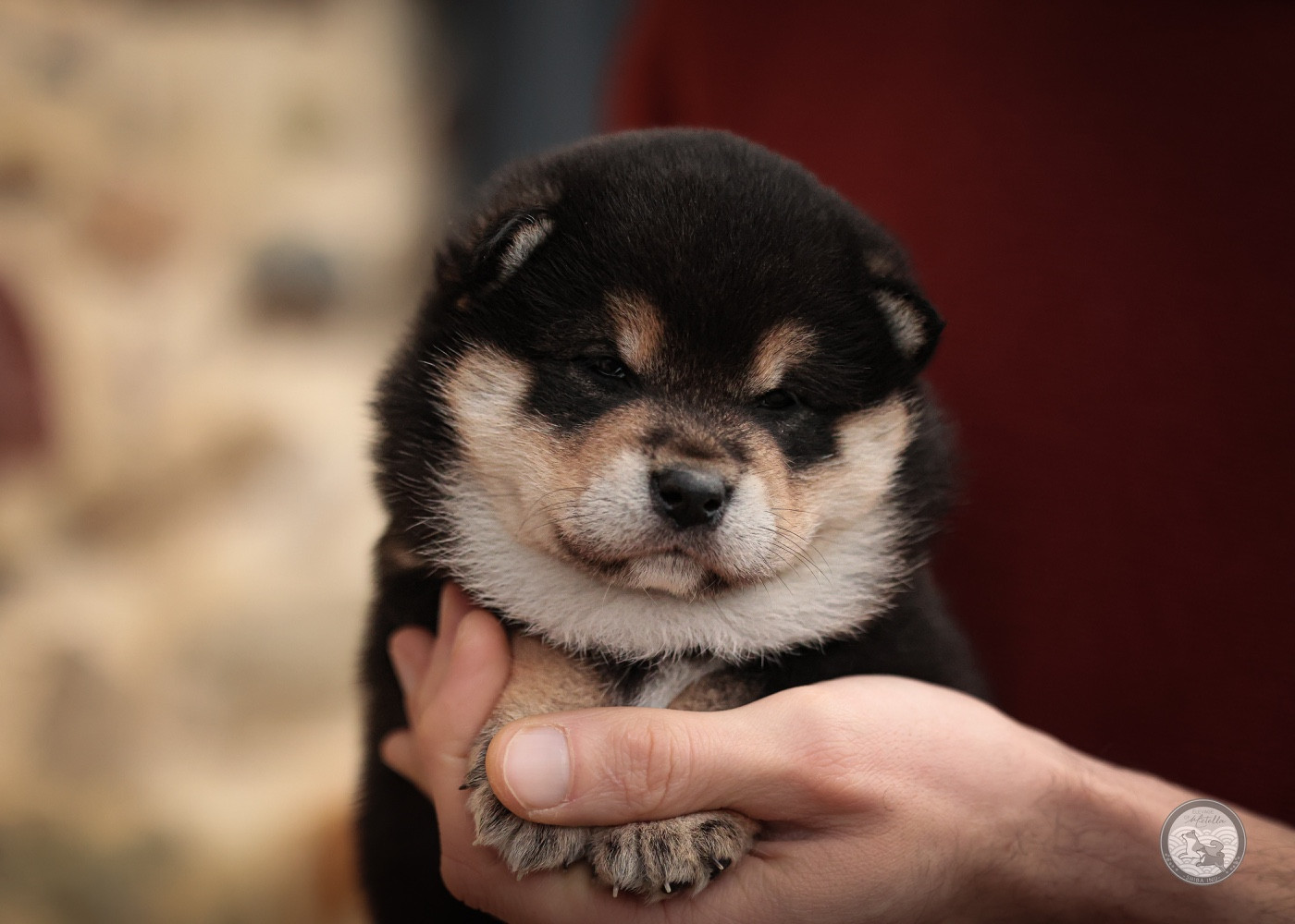 Go Metella Kensha - Chiots disponibles - Shiba