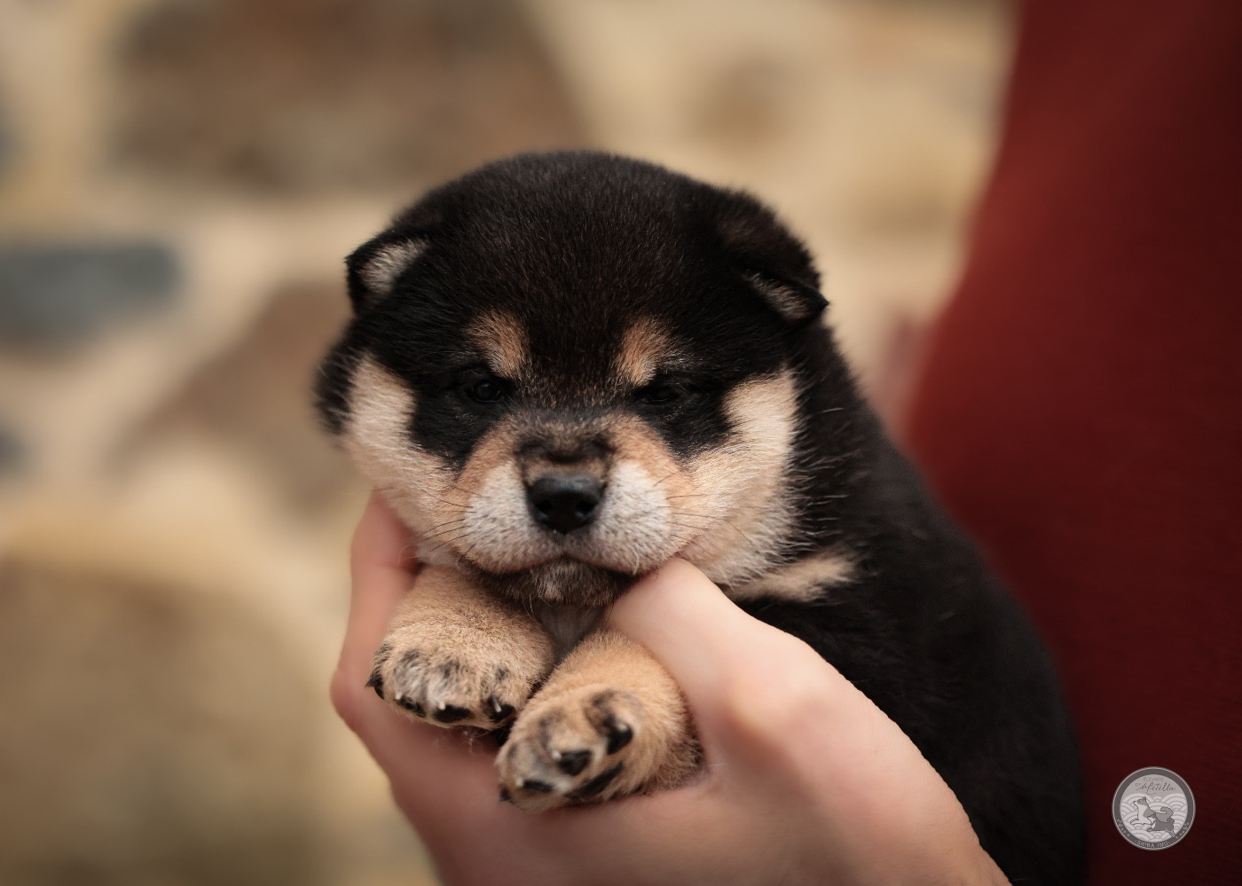 Go Metella Kensha - Chiots disponibles - Shiba